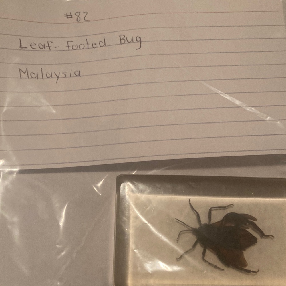 Leaf Footed Bug - Malaysia